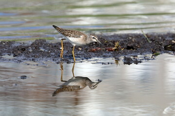 Tringa glareola. Wood Sandpiper in the Arctic in summer