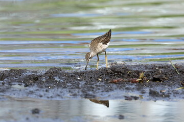 Tringa glareola. Wood Sandpiper on a summer day in the Arctic