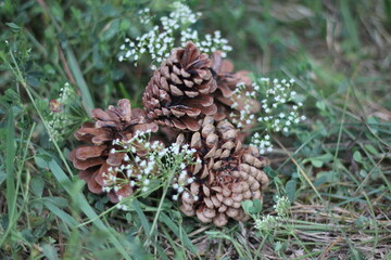 Pineapple, fruit or seed of the tree pine.