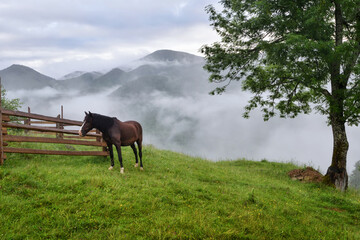Fototapeta na wymiar Beautiful mountain landscape with a horse. Foggy morning after the rain