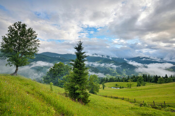Splendid mountain valley is covered with fog after the rain with green alpine meadows. Foggy landscape. Location place Carpathian mountains, Ukraine, Europe.