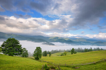 Fototapeta na wymiar Foggy morning in the Carpathian mountains. Beautiful mountain valley is covered with fog. Ukraine, Europe.