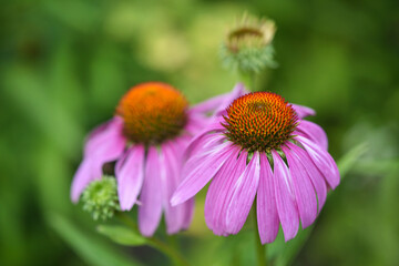 Echinacea flowers (Echinacea purpurea) against natural background
