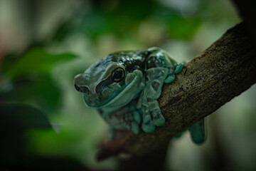 Fototapeta premium Frosch