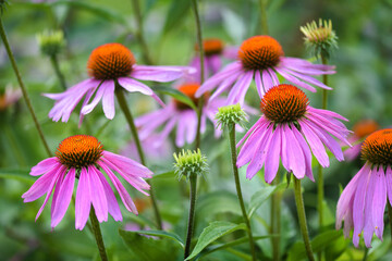 Fototapeta premium Echinacea flowers (Echinacea purpurea) in the garden