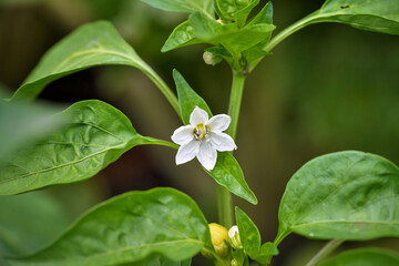 Blooming bell pepper among green leaves in the garden