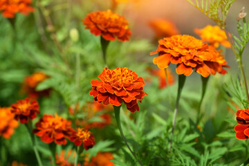 Orange Marigold flowers or Tagetes erecta in the garden