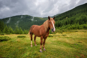 Horse on the meadow in the mountains