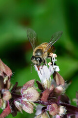 Close-up photo of a bee collecting pollen from a basil flower 
