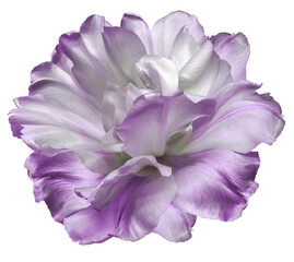 Naklejka premium White-purple tulip flower on white isolated background with clipping path. Closeup. For design. Nature.