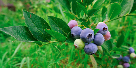 Blueberry cluster on bush in the summer closeup. Northern Highbush Blueberry.