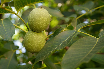 Green walnuts among the foliage on the tree. Gardening. Nuts grow on a tree.