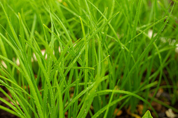green trees, young shoots, lawn, green leaves, spring color