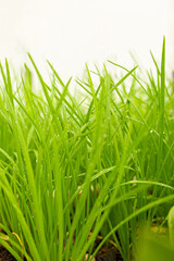 green trees, young shoots, lawn, green leaves, spring color