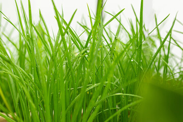green meadow, green sprout, clown color, fresh
