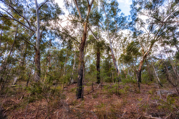 Lake Parramatta woods