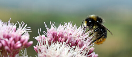 Steinhummel // red-tailed bumblebee (Bombus lapidarius)