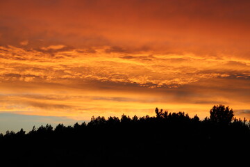 sunset in the forest