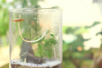 Glass Terrarium and Mushroom