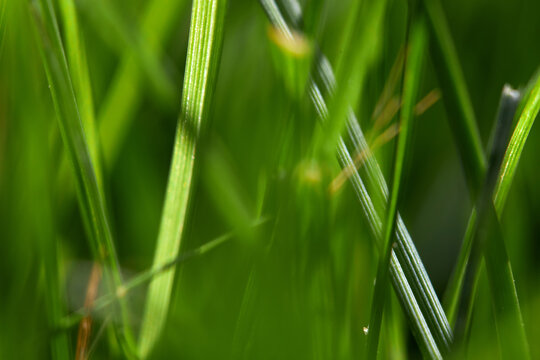 Macro image of green grass plants