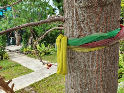 Three colors of cloth (red, yellow, green) are tied to a large Sal tree. It is used to pay homage to the sacred things that protect the trees according to the beliefs of the ancient people.
