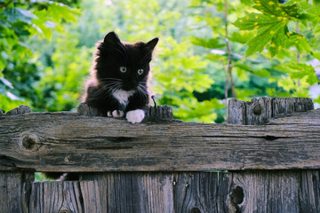 Black and white kitten on a wooden fence against a background of green foliage. World Pet Day.