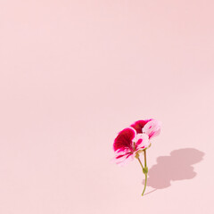 Spring flowers the color of magenta with a shadow in the corner on pastel pink background. Trendy creative minimal concept with copy space.