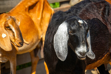  Portrait of a goat on a farm in the village