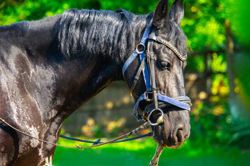Portrait of a horse in the farm, closeup