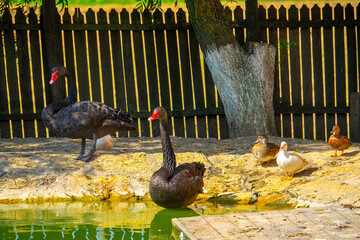 Geese walk on the territory of a livestock farm on a summer day