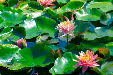 A beautiful pink waterlily or lotus flower in the pond