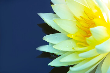 A beautiful pink waterlily or lotus flower in the pond