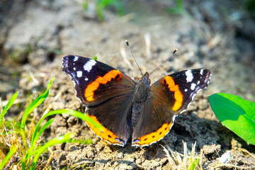 black butterfly in the garden, closeup