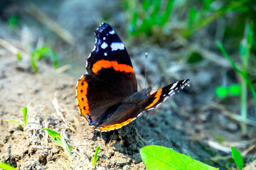 black butterfly in the garden, closeup