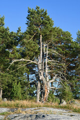 Fototapeta premium Birdhouse in an archipelago pine 