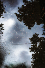 Reflection in a puddle. A pigeon sits on a wire next to the trees. There is a car under it.