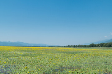 Fototapeta premium Greece, Lake Kerkini, yellow water lily field
