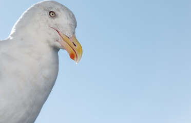 seagull on blue background