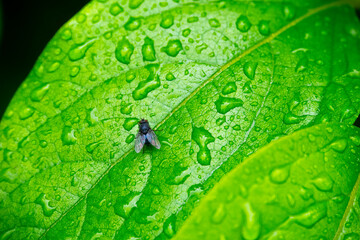 fly insect on a green leaf