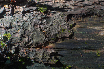 Beautiful surface of an old fallen tree. There are pieces of bark and some green moss. Copy space