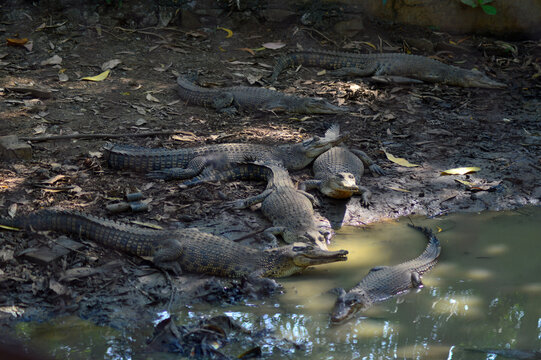some crocodile chicks are on the river bank