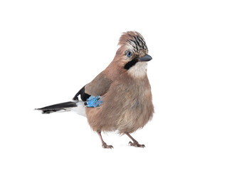 jay isolated on white background