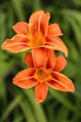 orange tiger lily