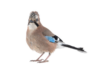 jay isolated on white background