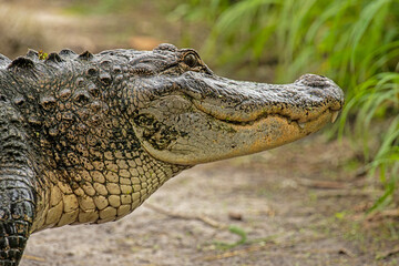 Close up headshot of an American alligator in the Florida Everglades - obrazy, fototapety, plakaty