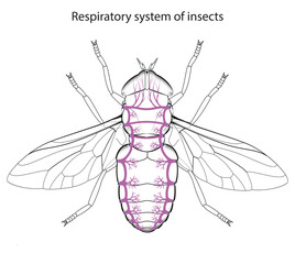 Respiratory system of insects