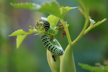 キアゲハの幼虫
