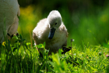 młode łabędzie  © Dariusz Grochal 