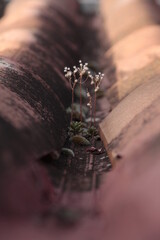 Naturaleza en ciudad