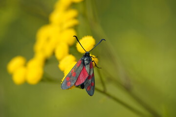 The six-spot burnet (Zygaena filipendulae) is a day-flying moth of the family Zygaenidae. 